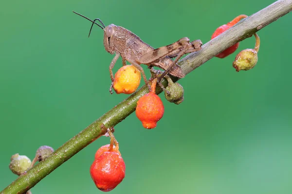 Jovem Gafanhoto Está Descansando Uma Fruta Selvagem — Fotografia de Stock