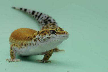 Bir leopar kertenkelesi (Eublepharis macularius) kendine özgü bir şekilde poz verir.