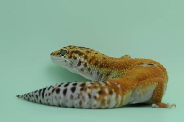 Bir leopar kertenkelesi (Eublepharis macularius) kendine özgü bir şekilde poz verir.