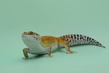 Bir leopar kertenkelesi (Eublepharis macularius) kendine özgü bir şekilde poz verir.