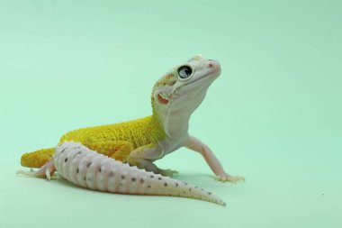 Bir leopar kertenkelesi (Eublepharis macularius) kendine özgü bir şekilde poz verir.