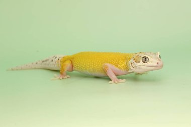 Bir leopar kertenkelesi (Eublepharis macularius) kendine özgü bir şekilde poz verir.