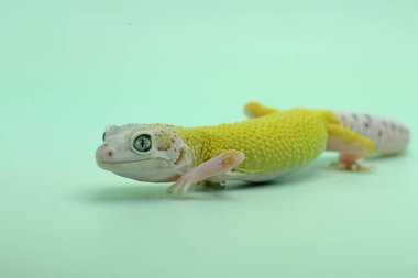 Bir leopar kertenkelesi (Eublepharis macularius) kendine özgü bir şekilde poz verir.