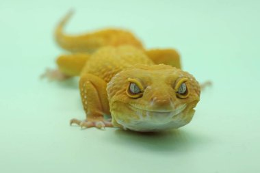 Bir leopar kertenkelesi (Eublepharis macularius) kendine özgü bir şekilde poz verir.