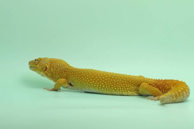 Bir leopar kertenkelesi (Eublepharis macularius) kendine özgü bir şekilde poz verir.