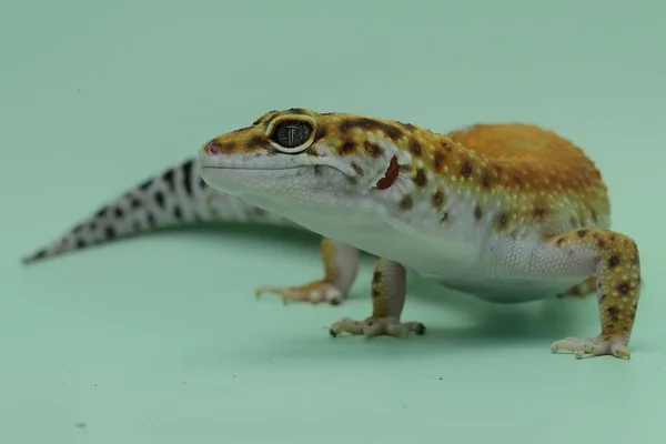 Gecko Lampart Eublepharis Macularius Pozuje Charakterystycznym Stylu — Zdjęcie stockowe