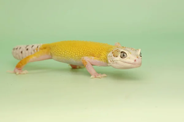 Ein Leopardengecko Eublepharis Macularius Posiert Unverwechselbarem Stil — Stockfoto