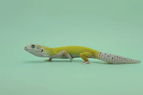 Ein Leopardengecko Eublepharis Macularius Posiert Unverwechselbarem Stil — Stockfoto