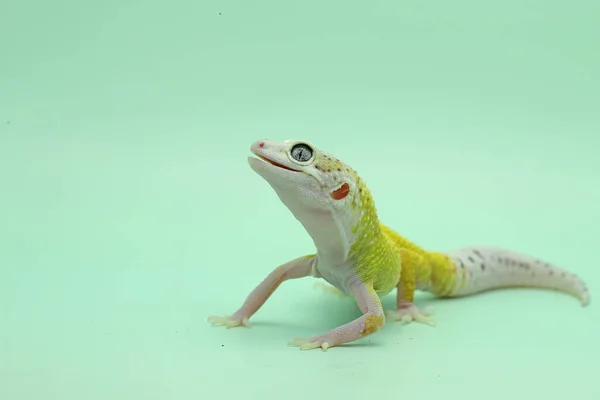 Leopard Gecko Eublepharis Macularius Poserar Distinkt Stil — Stockfoto