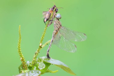 Tebeşirli percher yusufçuğu çalılıklardaki bir güveyi avlıyor. Bu böceğin bilimsel adı Diplacode ıvır zıvırı. 