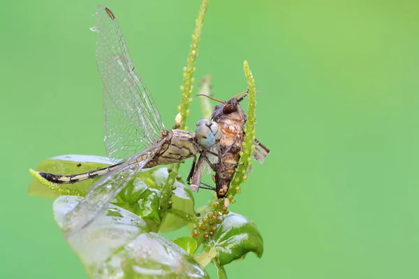 Kalkig Trollslända Jagar Mal Buskarna Denna Insekt Har Det Vetenskapliga — Stockfoto