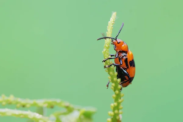 Escarabajo Espárrago Posa Sobre Una Flor Silvestre Este Insecto Tiene —  Fotos de Stock