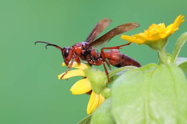 Yaban çiçeğinin üzerine tünemiş bir kağıt eşekarısı. Bu böceğin bilimsel adı Polistes metriksi. 
