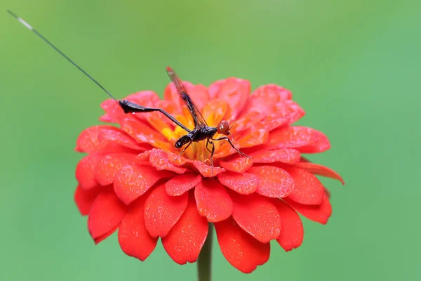Una Avispa Corona Está Buscando Presas Una Flor Silvestre Este —  Fotos de Stock