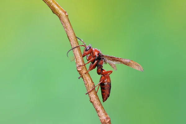Pappersgeting Sitter Gren Vild Växt Denna Insekt Har Det Vetenskapliga — Stockfoto