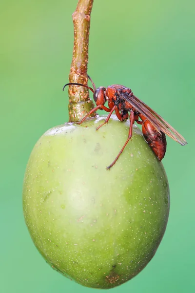 Pappersgeting Sitter Vild Frukt Denna Insekt Har Det Vetenskapliga Namnet — Stockfoto