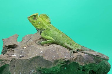 Bölgesine giren davetsiz hayvanlara saldırmaya hazır ilk ejderhanın vücut hareketi. Bu sürüngenin bilimsel adı Gonocephalus chamaeleontinus.. 