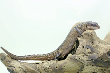 Bir Sulawesi dikenli su kayağı kuru odunlarda güneşleniyor. Bu sürüngenin bilimsel adı Tripidophorus apulus.. 