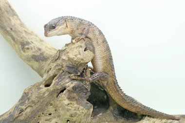 Bir Sulawesi dikenli su kayağı kuru odunlarda güneşleniyor. Bu sürüngenin bilimsel adı Tripidophorus apulus.. 