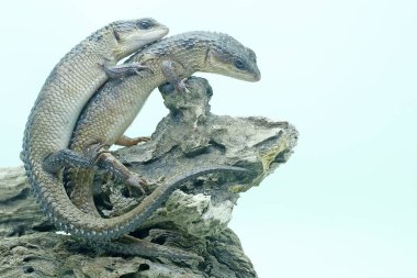 Bir çift Sulawesi dikenli su maymunu çürüyen bir kütükte çiftleşmeye hazırlanıyor. Bu sürüngenin bilimsel adı Tripidophorus apulus.. 