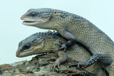Bir çift Sulawesi dikenli su maymunu çürüyen bir kütükte çiftleşmeye hazırlanıyor. Bu sürüngenin bilimsel adı Tripidophorus apulus.. 