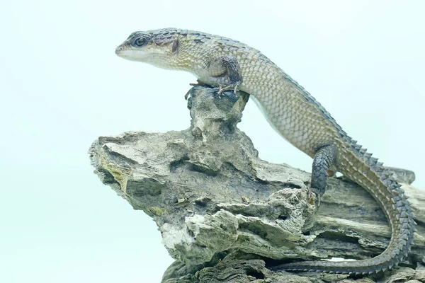 Sulawesi Spiny Water Skink Sunbathing Dry Wood Reptile Has Scientific — Stock Photo, Image