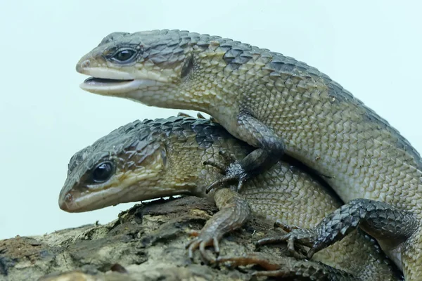 Pair Sulawesi Spiny Water Skinks Prepare Mate Rotting Log Reptile — Stock Photo, Image