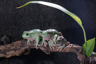 Kuru kütüklerin üzerinde dinlenen üç tombul kurbağa. Bu açık yeşil amfibyumun bilimsel adı Litoria caerulea. 