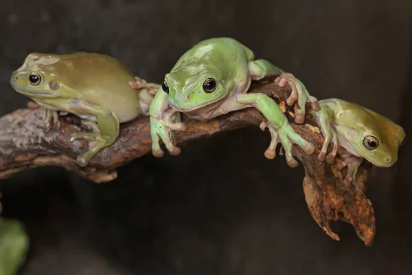 Tři Zavalité Žáby Ležící Suchých Kládách Tento Světle Zelený Obojživelník — Stock fotografie