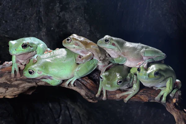 Šest Zarostlých Žab Spočívajících Suchých Kládách Tento Světle Zelený Obojživelník — Stock fotografie