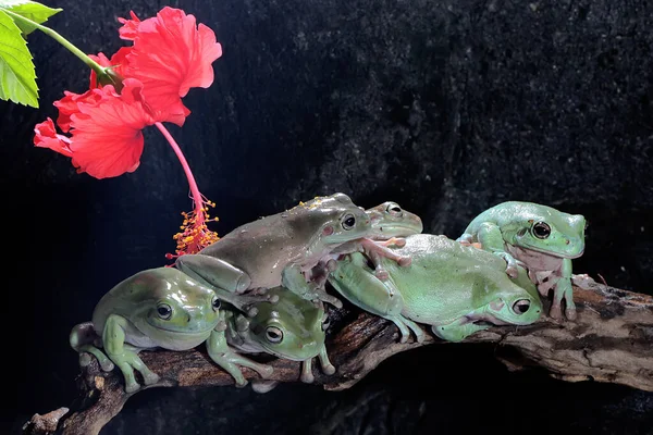 乾燥した丸太の上に6羽のカエルが休んでいる この薄緑色の両生類は 学名はLitoria Caeruleaです — ストック写真