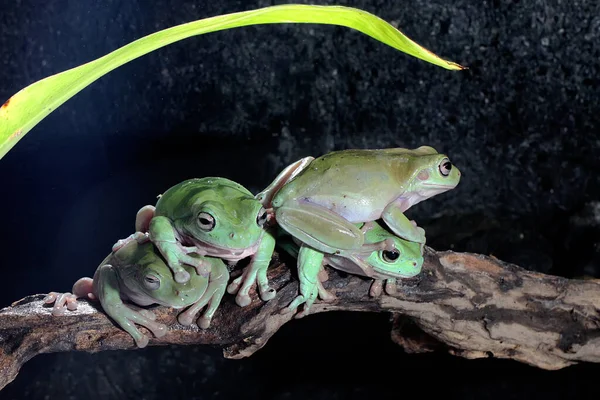 Dört tombul kurbağa kuru kütüklerin üzerinde dinleniyor. Bu açık yeşil amfibyumun bilimsel adı Litoria caerulea. 