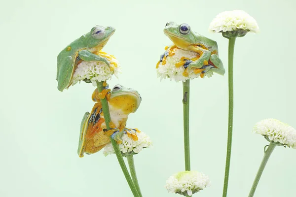 Tři Zelené Stromové Žáby Loví Kořist Divokých Květinách Tento Obojživelník — Stock fotografie