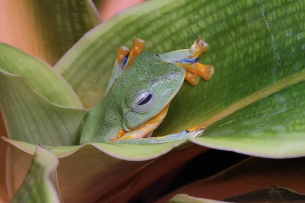 Ένας Πράσινος Βάτραχος Ξεκουράζεται Στα Φύλλα Ενός Άγριου Φυτού Αυτό — Φωτογραφία Αρχείου