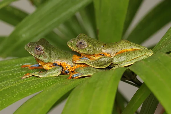 2匹の緑のツリーカエルが茂みで獲物を探しています この両生類の学名はRhacophorus Renwardtiiです — ストック写真