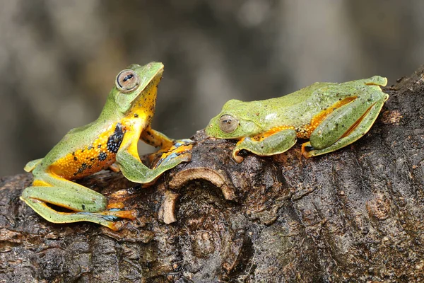 Dvě Zelené Stromové Žáby Loví Kořist Keři Tento Obojživelník Vědecké — Stock fotografie