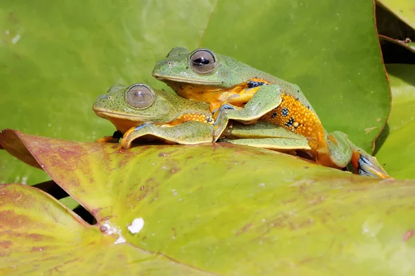 Dvě Zelené Stromové Žáby Loví Kořist Keři Tento Obojživelník Vědecké — Stock fotografie