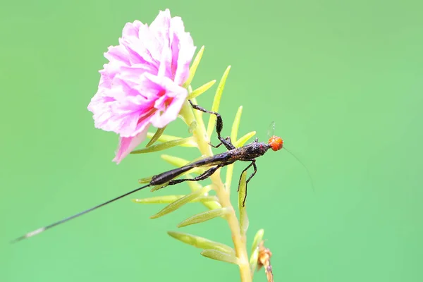 Viespe Coroană Caută Pradă Într Tufiş Această Insectă Numele Științific — Fotografie, imagine de stoc