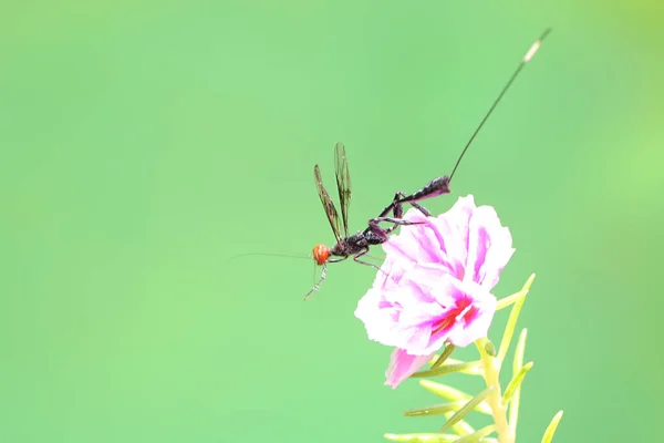 Una Avispa Corona Está Buscando Presas Arbusto Este Insecto Tiene — Foto de Stock