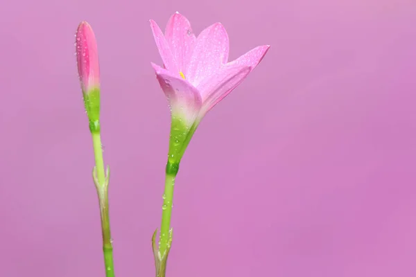 Beauty Rain Lily Flower Blooms Perfectly Full Morning Dew Pink — Stock Photo, Image