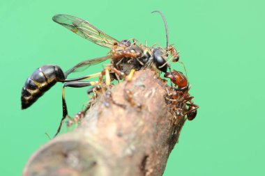 Çürüyen bir ormanda eşek arısı avlayan bir kırmızı karınca kolonisi.. 