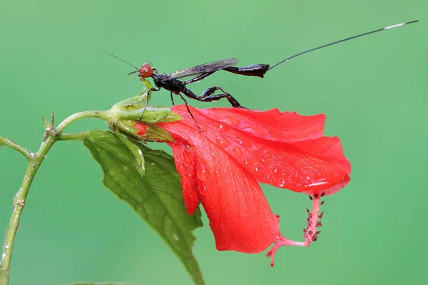 Korunní Vosa Hledá Kořist Křoví Tento Hmyz Vědecké Jméno Aguiarina — Stock fotografie
