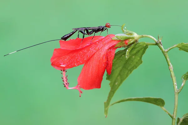 Korunní Vosa Hledá Kořist Křoví Tento Hmyz Vědecké Jméno Aguiarina — Stock fotografie