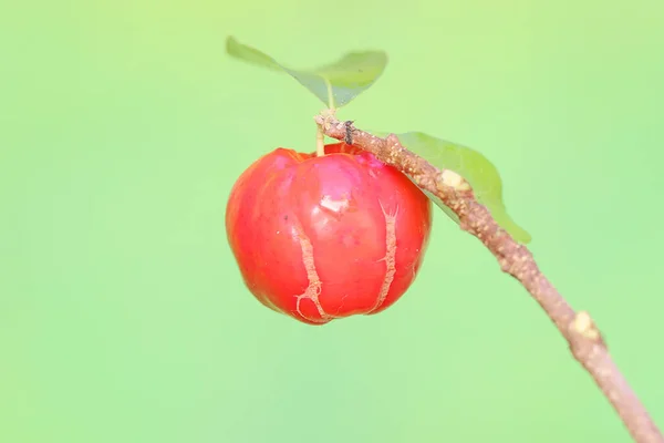 Cerisier Barbade Mûrit Sur Arbre Cette Plante Fruitière Nom Scientifique — Photo