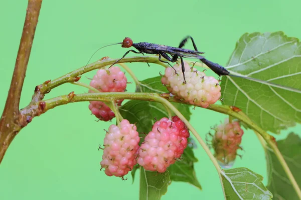 Uma Vespa Coroa Está Procurando Por Presas Uma Fruta Silvestre — Fotografia de Stock