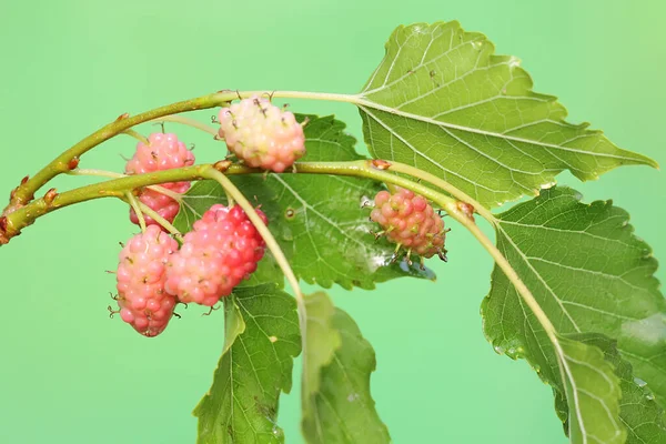 緑の背景に熟した赤い桑の束 この結実植物には学名Morus Rubraがあります — ストック写真