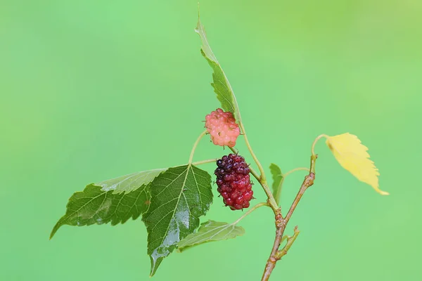 Ett Gäng Mogna Röda Mullbär Grön Bakgrund Denna Fruktväxt Har — Stockfoto