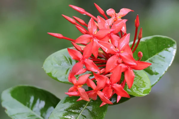 Krása Čínského Květu Ixora Plném Květu Tato Rostlina Vědecké Jméno — Stock fotografie