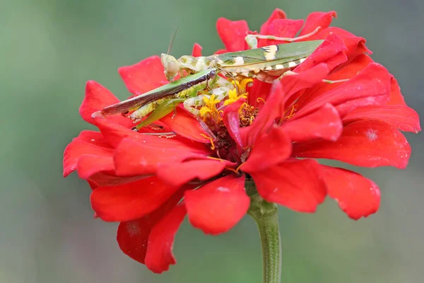 Una Mantis Religiosa Está Comiendo Pequeño Saltamontes Una Flor Silvestre —  Fotos de Stock