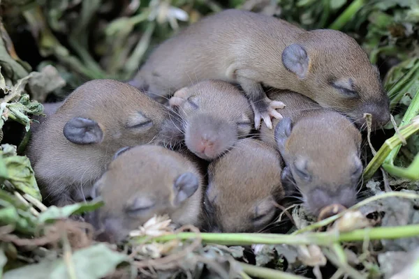 Bir Grup Bebek Evi Faresi Yuvalarında Uyuyor Kemirgen Memelisinin Bilimsel — Stok fotoğraf